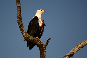 African fish eagle on its perch