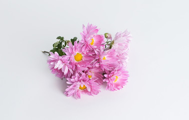 Obraz na płótnie Canvas pink chrysanthemum flower isolated on white background,