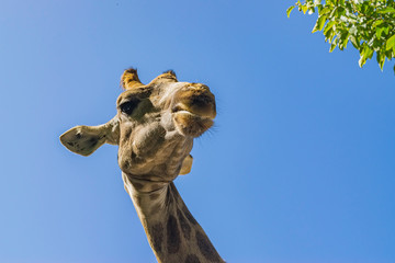 Giraffe at the zoo. Portrait against the sky.