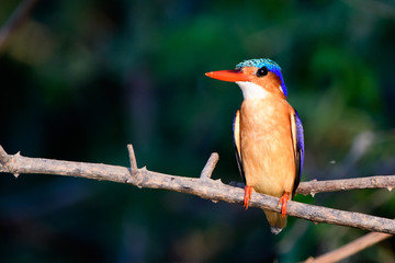 Close up of a malachite kingfisher