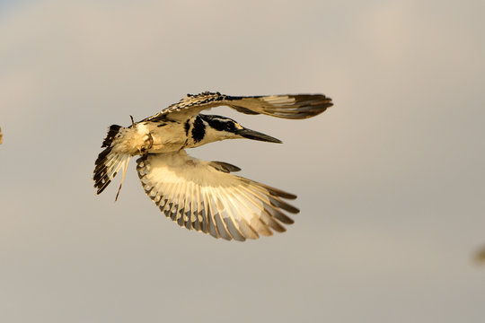 pied Kingfisher in flight
