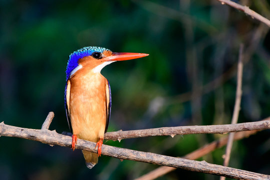Close up of a malachite kingfisher