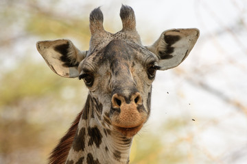 Head shot of a giraffe