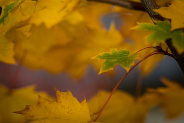 Autumn maple leaves on a branch