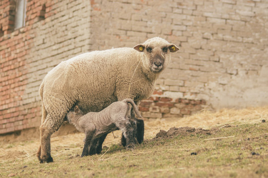 Mother Sheep with young lamb