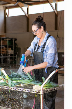 Farm: Farmer Washing And Preparing Leeks For Market