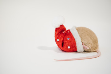 Little cute rat or mouse introvert, Christmas concept 2020 year, gold rat with Santa Claus hat with...