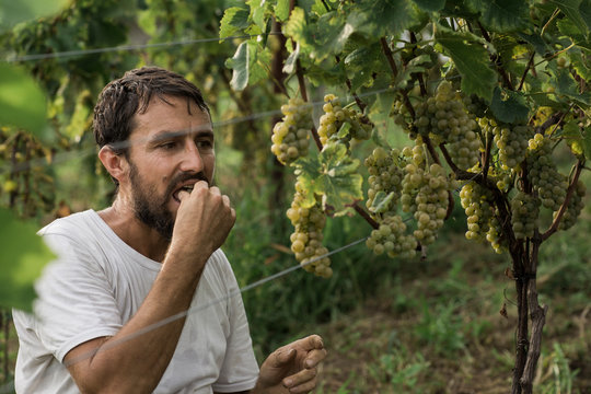 Man picking grapes on vineyard