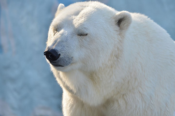 polar bear