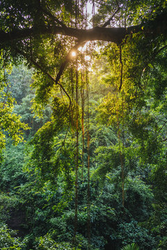 Fototapeta Trees in a jungle during sunset