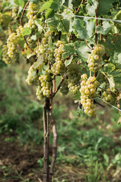 Green grapes growing on vine