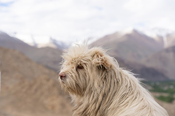 close up homeless dog in leh ladakh of north of india