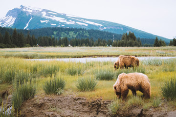 Huge Grizzly (Brown) Bear in Lake Clark Alaska