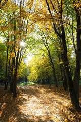  Autumn city park, Alley between trees covered with yellow leaves, sun rays breaking through the leaves. © Stepanych
