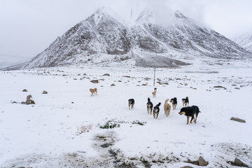 Naklejka premium group of homeless dog in leh ladakh of north of india