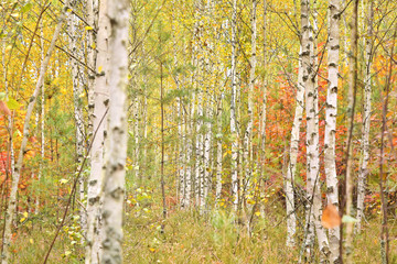 Beautiful autumn landscape with white birches. Birch trees with bright colorful leaves. Birch grove in autumn. The trunks of birch trees with white bark. Birch trees trunks. Autumn forest nature.