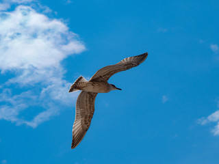 Seagull