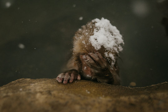 Snow Monkey