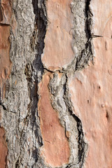 Abstract background with cracked bark of tree