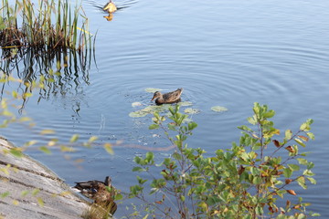 Wild ducks feed and swim on lake