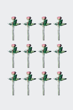 We Love Roses