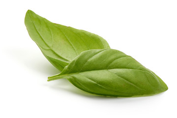 Fresh organic Basil Leaves, close-up, isolated on white background