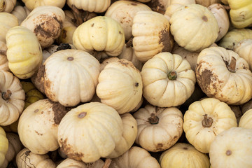 Freshly picked small white yellow pumpkins