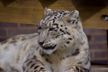 SNOW LEOPARD or PANTHERA UNCIA Isolated single animal profile and portrait. Spots visible. Face and body shots. Sleeping large cat