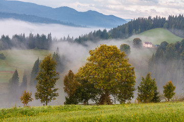 Misty morning with trees in the foreground, hills and mountains in the background.
