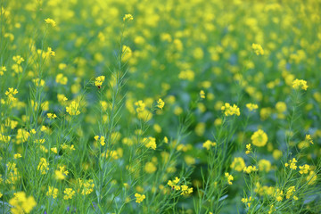 Uncultivated wild meadow with bright yellow flowers and greenery