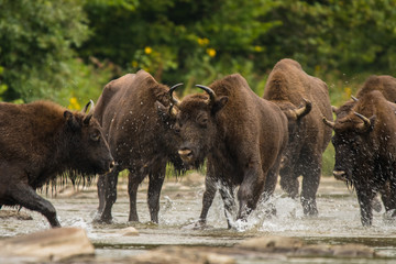European bison (Bison bonasus) in the river. Bieszczady Mountains. Poland