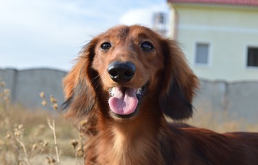 long-haired dachshund