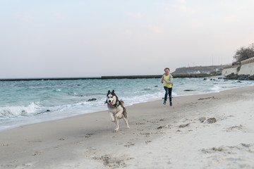 Boy playing with husky dog in collar on the beach