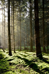 Wald im Licht der Morgensonne