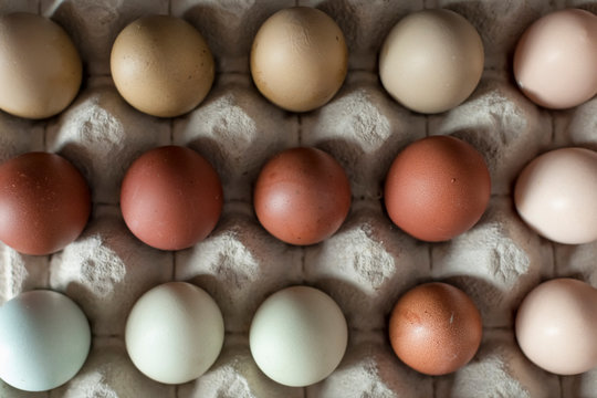 Fresh organic chicken eggs