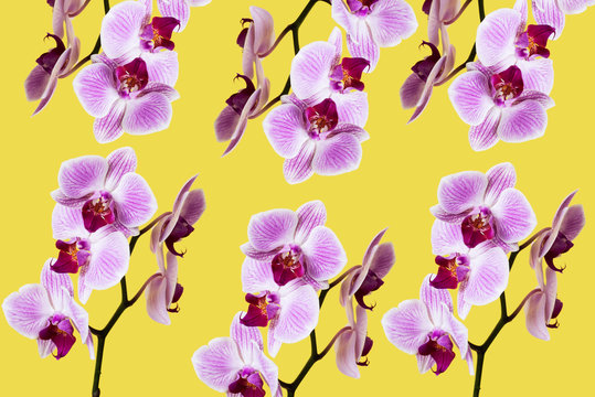 mosaic of pink orchids