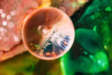 Surreal composition with glass ball coral sequin textile and holographic foil