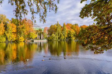 Bright colors of autumn, beautiful colorful trees stand around a pond with floating ducks, a beautiful view