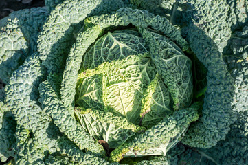 Savoy cabbage close-up on the bed. Background. The view from the top. Background. The concept of...