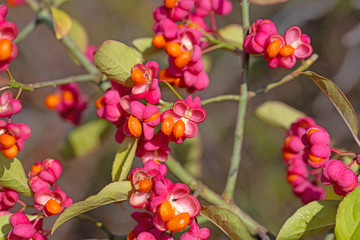 Früchte vom Pfaffenhütchen, Euonymus europaeus