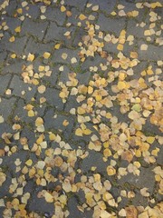 Autumn pattern backround with paving tiles and yellow leaves