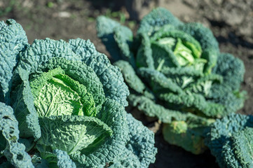 Savoy cabbage close - up on the background of a cabbage patch and black earth. Background