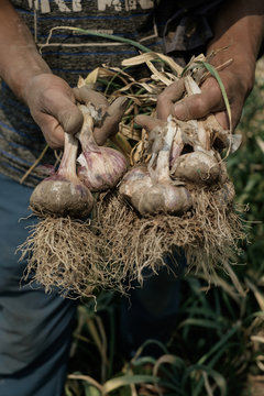 Garlic farm
