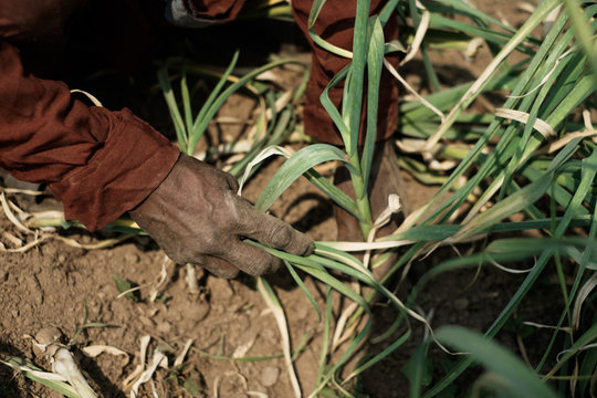 Garlic farm