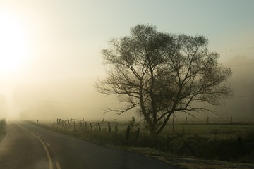Fototapeta na wymiar Foggy lane at dawn