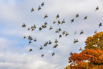 A flock of beautiful birds, pigeons in the sky over bright autumn tree branches