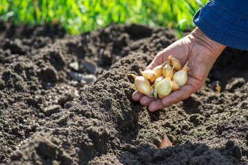 The hand of a woman farmer holds a handful of small onion bulbs for planting against a background of earthen beds.