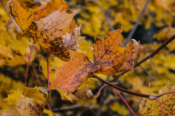 tourist walk through the autumn forest