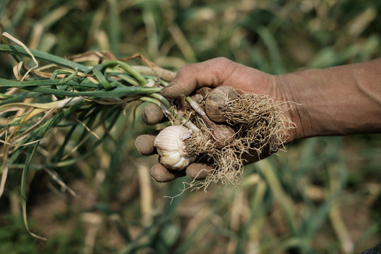 Garlic farm