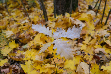 tourist walk through the autumn forest